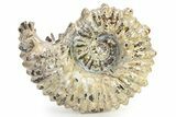 Polished Ammonite (Douvilleiceras) Fossil - Madagascar #317872-1